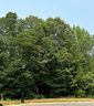 0 Shanklin Lane 26 sold home in Denver, SC