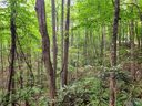 19 Connies Cove sold home in Waynesville, SC