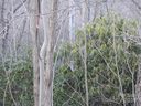 0 Rolling Ridge Trail sold home in Lake Lure, SC