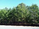17 Cottonfield Circle Lot #17 sold home in Waxhaw, SC