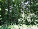 8726 Lochinvar Drive sold home in Charlotte, SC