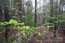 Lot 10 Ridge Way sold home in Marion, SC