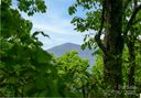 1111 Elm Tree Lane sold home in Swannanoa, SC