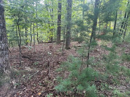 Tbd Forest Country Drive
