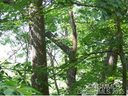 27 29 Lot 27 29Tater Patch Estates sold home in Maggie Valley, SC
