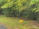 00 Mcdonald Court sold home in Pisgah Forest, SC