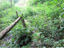 0 Robins Roost Road sold home in Maggie Valley, SC