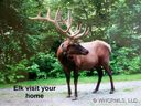 89 Tater Patch sold home in Maggie Valley, SC