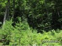 Lot 103 Bear River Lodge sold home in Marshall, SC