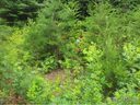 61 Wind Stone Dr Lot 55 sold home in Asheville, SC