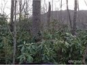 663 Lot Kentucky Road sold home in Montreat, SC