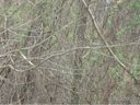 21 Indian Springs Drive sold home in Waynesville, SC