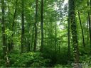 Lot 14 Old Tannassie sold home in Sylva, SC