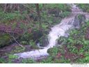 99999 Mountain Lily Ridge sold home in Swannanoa, SC