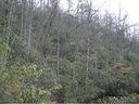 3 8 Acres Off Bent Tree Road Road sold home in Maggie Valley, SC