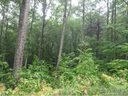 Lot 56 Bear Pen sold home in Cullowhee, SC
