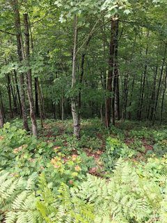 Tbd Preservation Trail active lot in Garnet Ridge Preserve, Sylva, NC