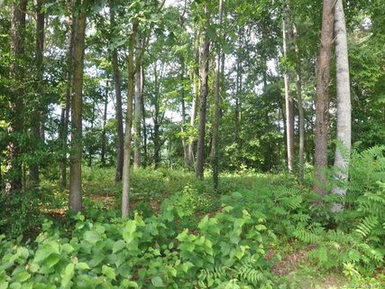 Lot 29 Jake Ridge Trail