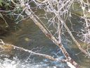 Lot 5 Abby Falls Drive sold home in Rosman, SC