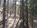 9999 Mountain Cove Road sold home in Black Mountain, SC