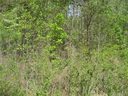 Lot 13 Short Cedar Trail sold home in Alexis, SC