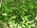 53 Wildcat Run Road sold home in Maggie Valley, SC