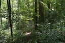 Lot 14 Timber Park Drive sold home in Black Mountain, SC