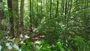 21 Sequoyah Woods Drive sold home in Brevard, SC