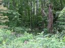 82 Hawtree Court 262 sold home in Weaverville, SC