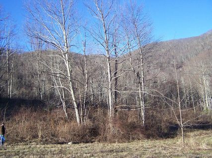 Lot 21 Tizwood Drive sold lot in Carvers Crossing, Waynesville, NC