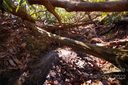 Lot 50 Round Mountain Road sold home in Brevard, SC