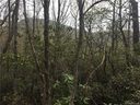 9999 Old Mill Road 14 sold home in Hendersonville, SC
