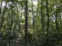 Lot 16 Robin Hood Road sold home in Brevard, SC