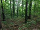 10 Stonecrest Mountain Drive sold home in Black Mountain, SC