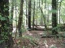 000 Toms Hill Drive 105 sold home in Hendersonville, SC