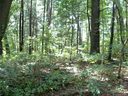 000 Toms Hill Drive 101 sold home in Hendersonville, SC