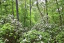 Tbd Knob Road sold home in Pisgah Forest, SC