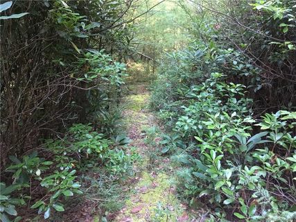 40 49 Sugar Creek Drive sold land listing in Sugar Creek, Cedar Mountain, NC