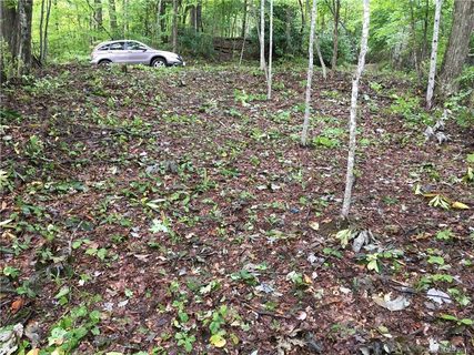 37 Lady Slipper Trail