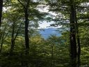 Lot 3 Bee Tree Road sold home in Swannanoa, SC