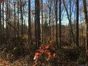 178 Con Lee Drive sold home in Olin, SC