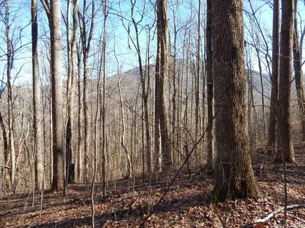 Lot 44 Fern Trail