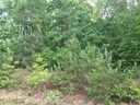 Lot 74 Windsor Drive sold home in Taylorsville, SC