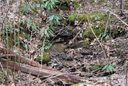 Lot 25 Bear Rock Loop Road sold home in Hendersonville, SC