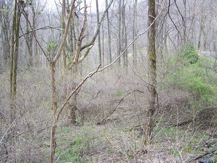 Lot 81 Turkey Run Drive
