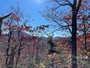 Tbd Miller Cove Road sold home in Black Mountain, SC