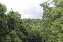 000 Ladys Fern Trail Lots 5, 7, 8, 9, 10 sold home in Hendersonville, SC