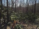 9999 Summer Haven Road sold home in Swannanoa, SC