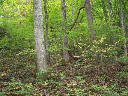 000 Whispering Woods Path 95