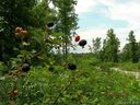 55 56 Blackberry Creek sold home in Nebo, SC